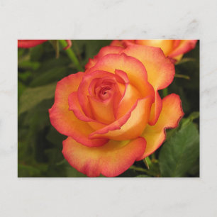 Carte Postale Rose orange