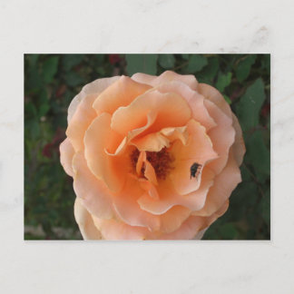 Carte postale Rose orange