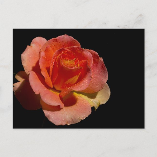 Carte Postale Rose orange 2 (Devant)