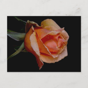 Carte Postale Rose Orange 3