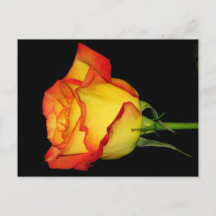 Carte Postale Rose orange-jaune