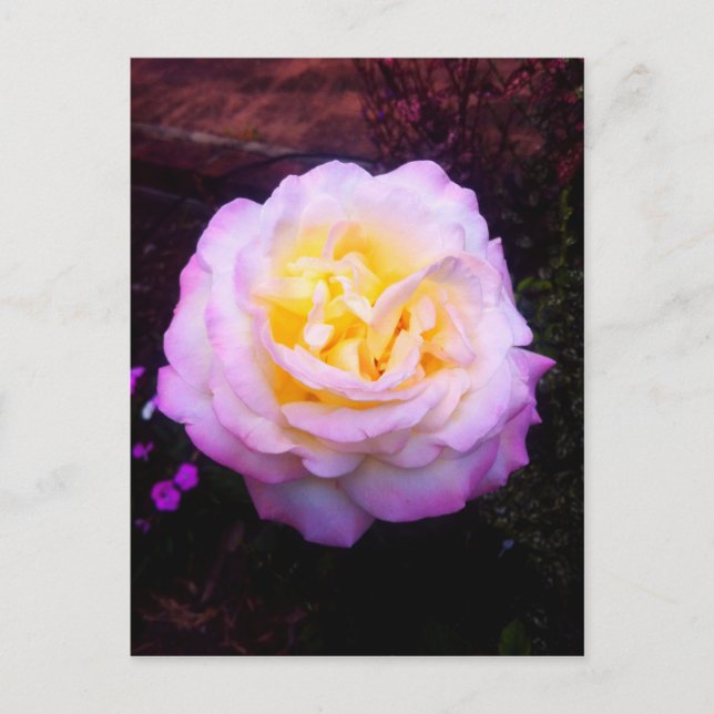 Carte Postale rose "Paix" (Devant)