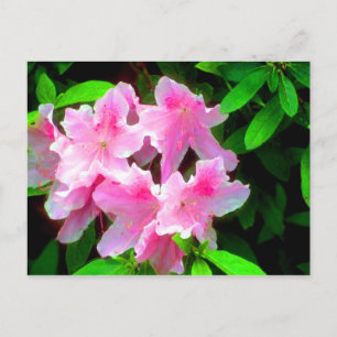 Carte Postale Rose pâle