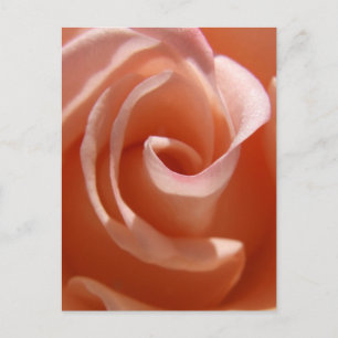 Carte postale Rose Peach