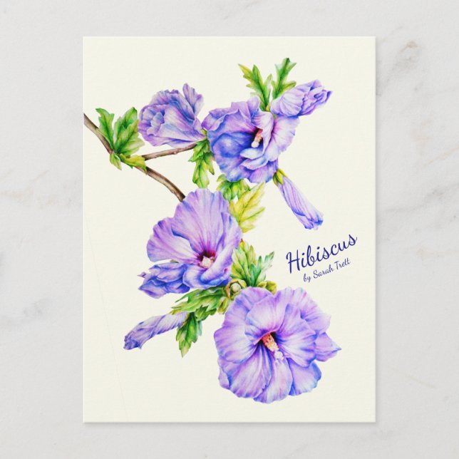 Carte postale rose peinte Hibiscus syriacus (Devant)
