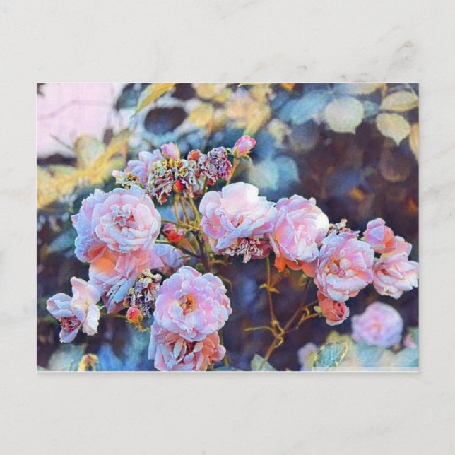 CARTE POSTALE ROSE PEONIES (Devant)