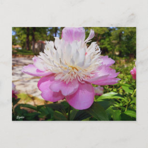 Carte postale rose Peony Pâques