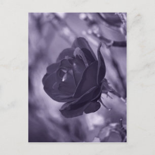 Carte Postale Rose Pourpre