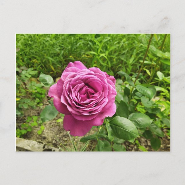 Carte Postale Rose pourpre bulgare (Devant)