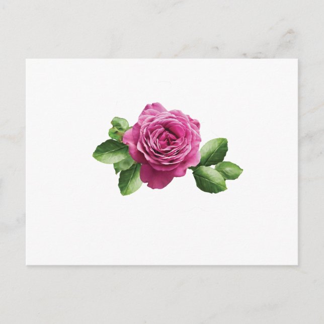 Carte Postale Rose pourpre bulgare (Devant)