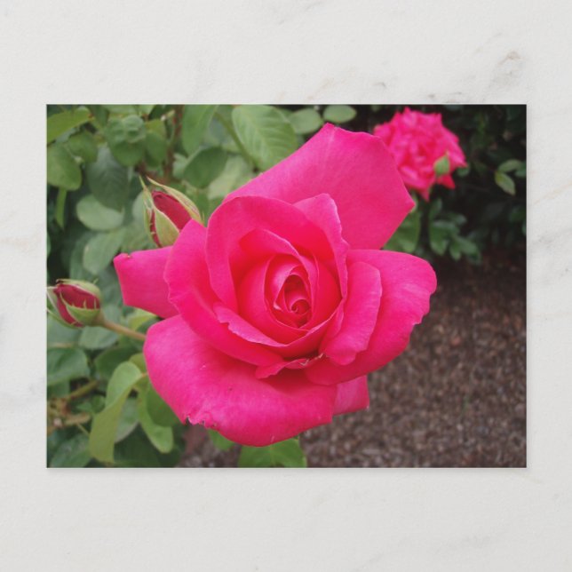 Carte Postale Rose profonde (Devant)