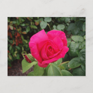 Carte Postale Rose profonde 2