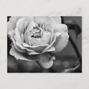 Carte Postale Rose romantique noir et blanc