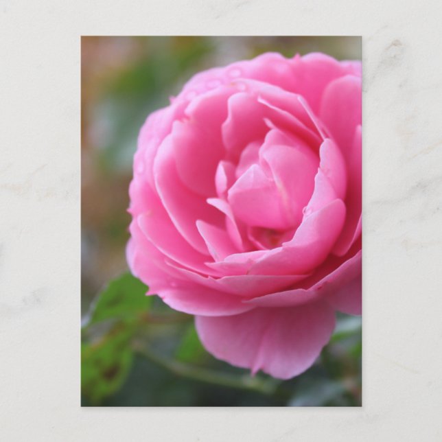 Carte Postale rose rose (Devant)