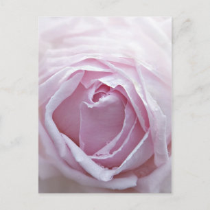 Carte Postale Rose rose