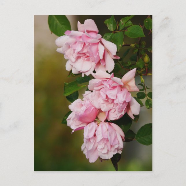 Carte postale Rose rose Albertine (Devant)