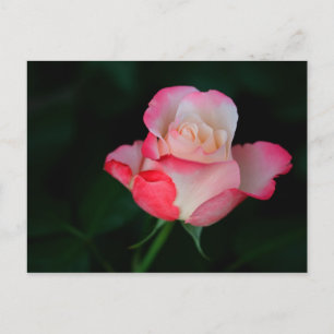 Carte Postale Rose rose-blanc