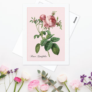 Carte Postale Rose Rose Botanique Redoute