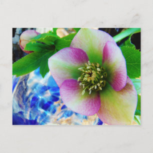 Carte Postale Rose rose carême bleu boule de verre