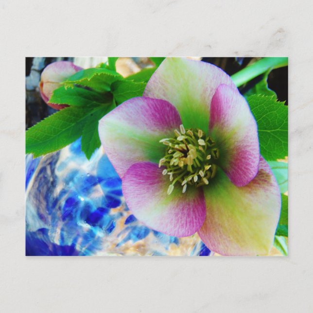 Carte Postale Rose rose carême bleu boule de verre (Devant)