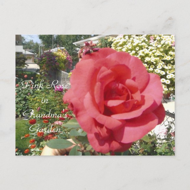 Carte Postale Rose rose dans le jardin de grand-mère (Devant)
