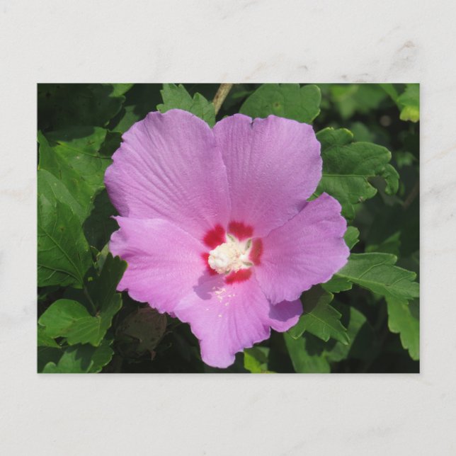 Carte Postale Rose rose de Sharon Flower (Devant)