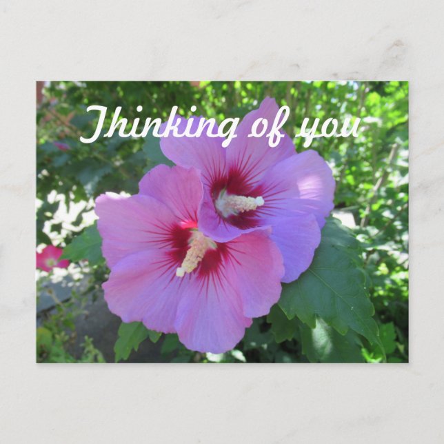 Carte Postale Rose rose de Sharon Flower Photo Penser à vous (Devant)