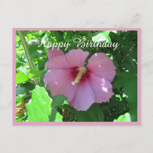 Carte Postale Rose rose De Sharon Photo Anniversaire