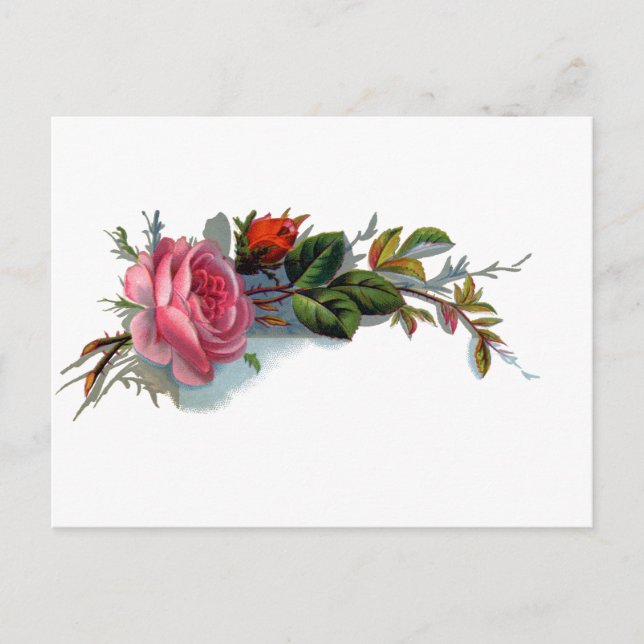 Carte Postale Rose rose et Bud Victorian (Devant)