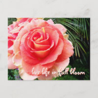 Rose rose gras photographie vie en pleine floraiso