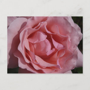 Carte Postale Rose rose II Plutôt Floral