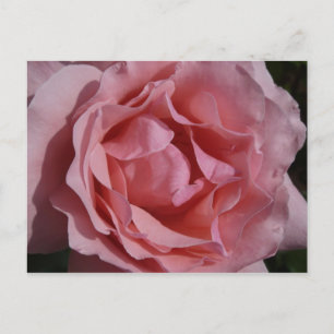 Carte Postale Rose rose II Plutôt Floral