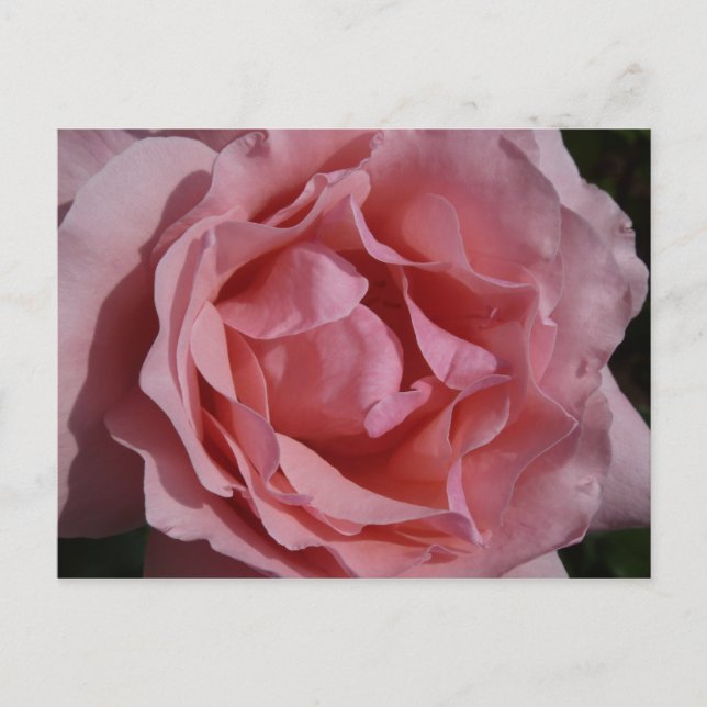 Carte Postale Rose rose II Plutôt Floral (Devant)