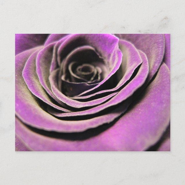 Carte Postale Rose rose Lilac (Devant)