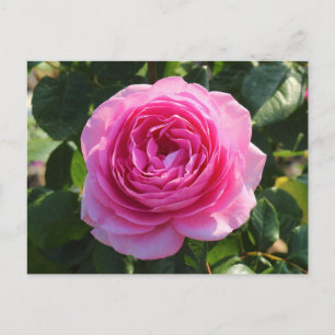 Carte Postale Rose rose "maman dans un million", Roath Park, Car