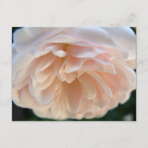 Carte Postale Rose rose pâle