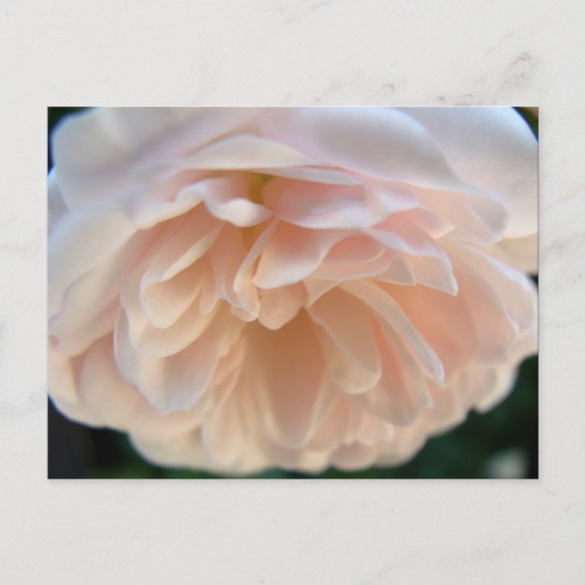 Carte Postale Rose rose pâle (Devant)