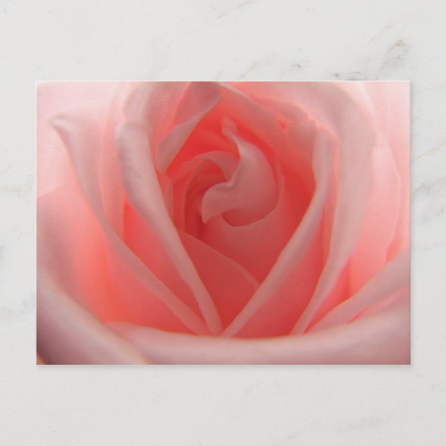 Carte Postale Rose rose rose (Devant)