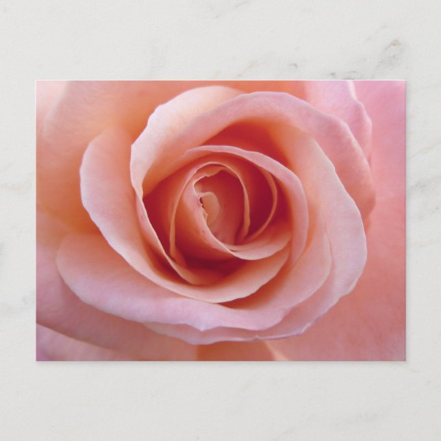 Carte Postale Rose rose rose (Devant)