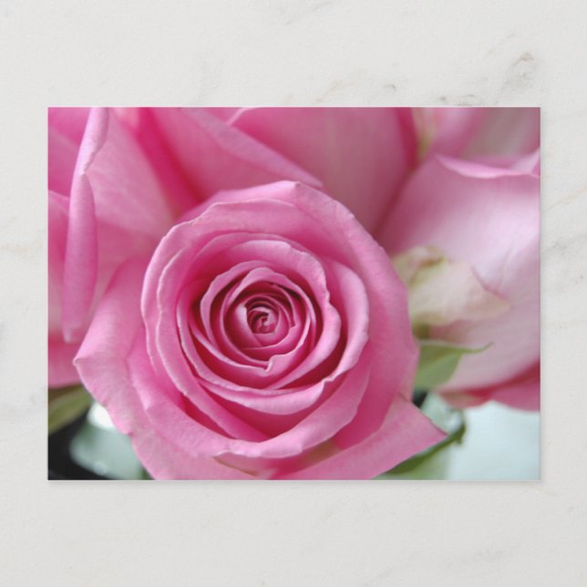 Carte Postale Rose rose rose (Devant)