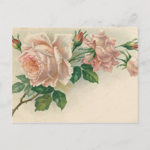 Carte Postale Rose rose vintage