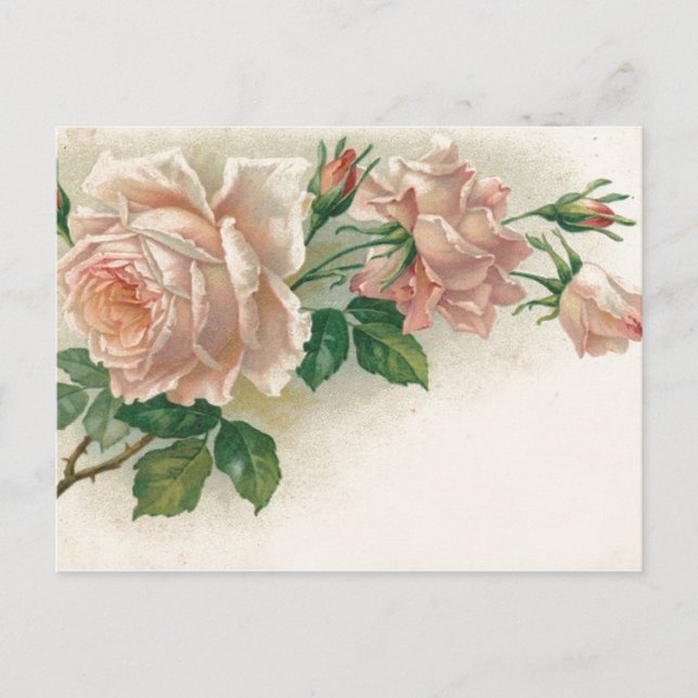 Carte Postale Rose rose vintage (Devant)