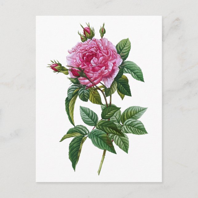 Carte Postale Rose rose vintage (Devant)