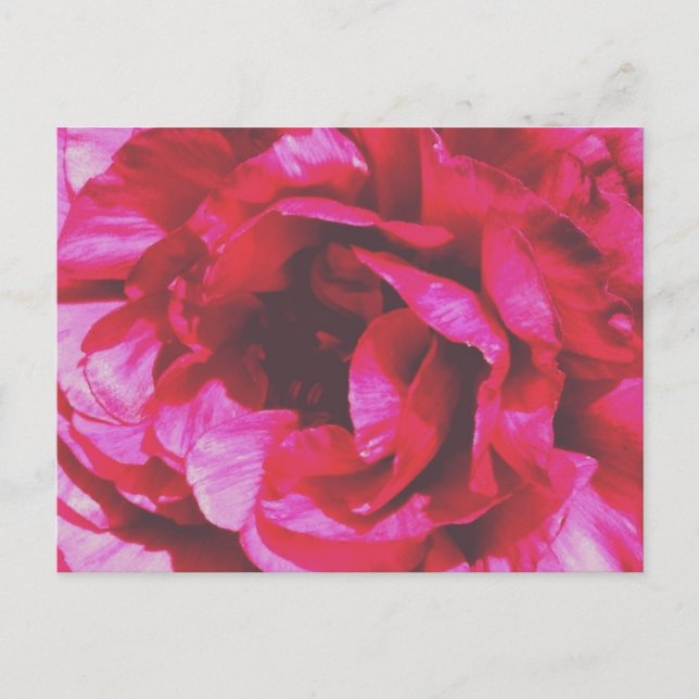 Carte postale Rose Rosy (Devant)