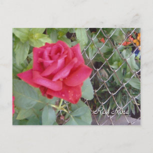 Carte Postale Rose rouge