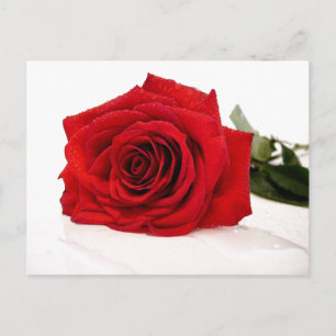 Carte postale Rose rouge