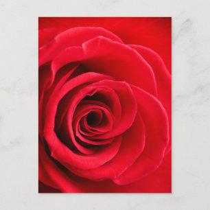 Carte postale rose rouge