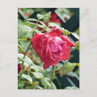 Carte Postale rose rouge