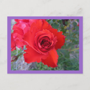Carte postale Rose rouge