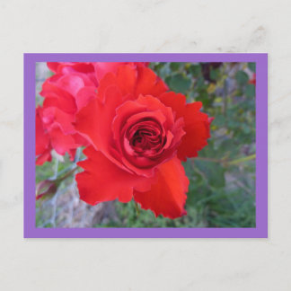 Carte postale Rose rouge